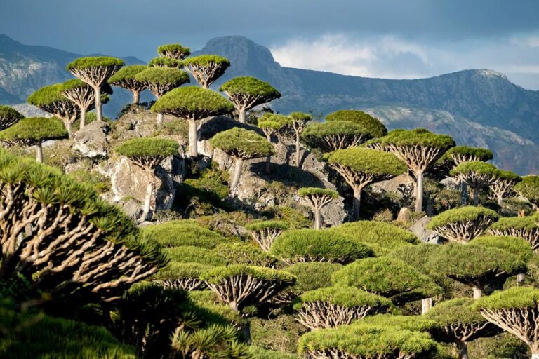 3 Days Alone on Socotra Island — Where Earth Starts to Look Like Another Planet